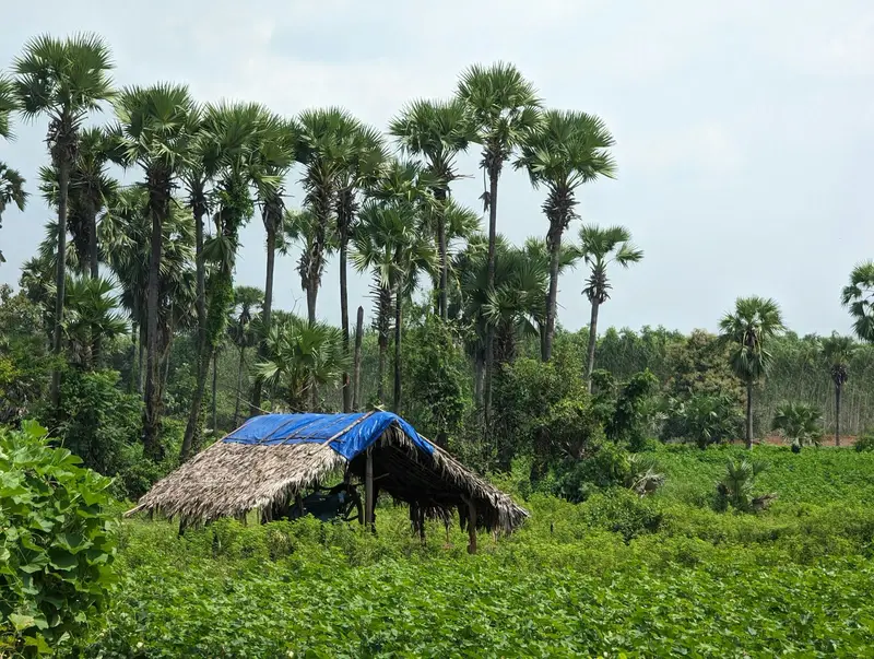 Palmyra palms, a thatched hut and green fields.